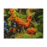 Mountain Ash postcards