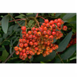 Mountain ash tree fruit (sorbus decora) photo sculptures