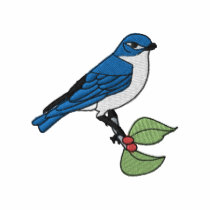 Mountain Bluebird