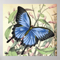 Mountain Blues Butterfly Poster