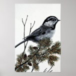 Mountain chickadee poster