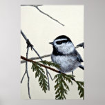 Mountain chickadee posters