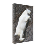 Mountain Goat Canvas Prints