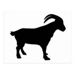 Mountain goat postcard