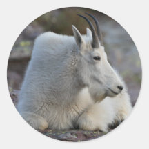 mountain goat round stickers