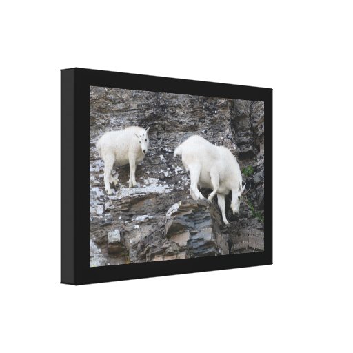 mountain goat stretched canvas print
