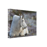 Mountain Goat Stretched Canvas Print
