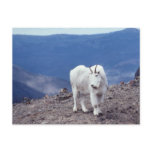 Mountain Goat Wildlife Series # 11 Postcard