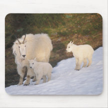 mountain goats, Oreamnos americanus, mother and Mousepads