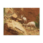 Mountain Goats postcards