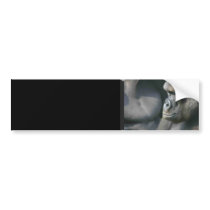 Mountain Gorilla Bumper Sticker