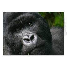 Mountain Gorilla Cards