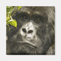 Mountain Gorilla, Gorilla beringei beringei, Fridge Magnets