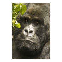 Mountain Gorilla, Gorilla beringei beringei, Art Photo