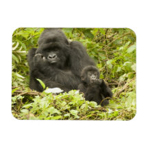 Mountain Gorilla, Gorilla beringei (formerly G. Magnets