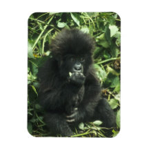 Mountain Gorilla, (Gorilla gorilla beringei), Flexible Magnets