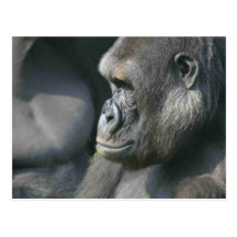 Mountain Gorilla Postcard