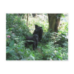 Mountain Gorillas Post Cards