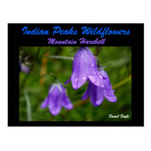 Mountain Harebell Post Card