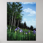 Mountain Iris poster