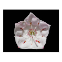 Mountain Laurel 48 ~ postcard