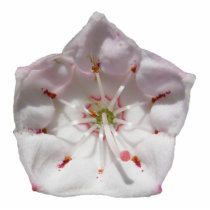 Mountain Laurel ~ acrylic Acrylic Cut Out