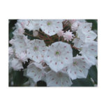 Mountain Laurel Blossoms Postcard