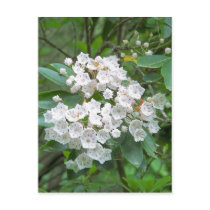 Mountain Laurel Flowers Post Card
