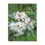 Mountain Laurel Flowers Post Card