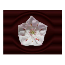 Mountain Laurel porthole ~ postcard