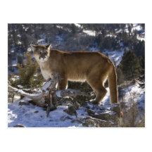 Mountain Lion, aka puma, cougar; Puma concolor, Post Card