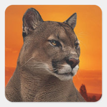 Mountain lion at sunset stickers