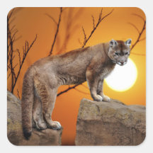 Mountain lion at sunset stickers