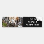 Mountain lion at the waterfall bumper sticker