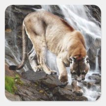 Mountain lion at the waterfall stickers