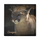 Mountain Lion Cougar Wildlife-lovers Magnet