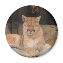 Mountain Lion