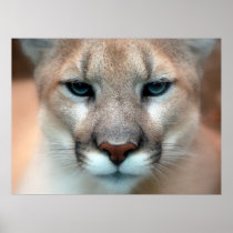 Mountain Lion