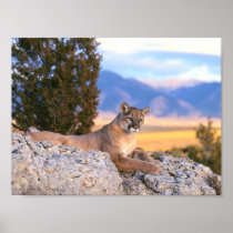 Mountain Lion