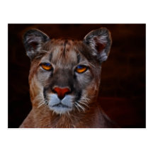 Mountain lion puma postcard