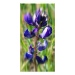 Mountain Lupen photo cards