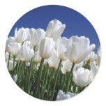 Mountain of white tulips against a blue sky round sticker