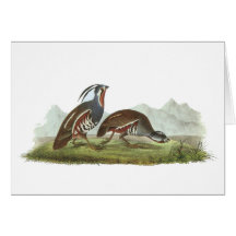 Mountain Quail, John Audubon Cards