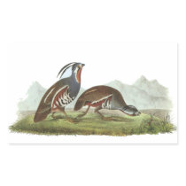 Mountain Quail, John Audubon
