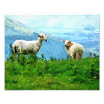 MOUNTAIN SHEEP photography