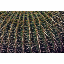 Mountains And Valleys On Cactus Photo Cutout