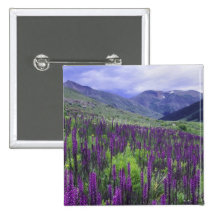 Mountains and wildflowers in alpine meadow, 2
