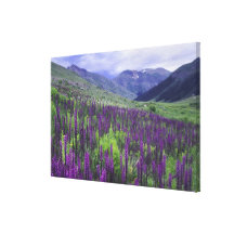 Mountains and wildflowers in alpine meadow, 2 stretched canvas print