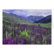Mountains and wildflowers in alpine meadow, 2 greeting cards