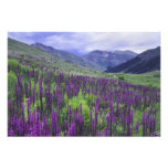 Mountains and wildflowers in alpine meadow, 2 photo print